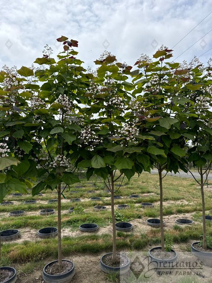 Purple Catalpa