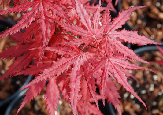 #15 Acer palmatum ‘Purple Ghost’ Japanese Maple