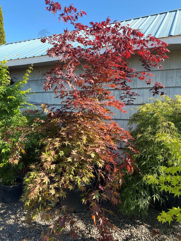 #15 Acer palmatum ‘Purple Ghost’ Japanese Maple