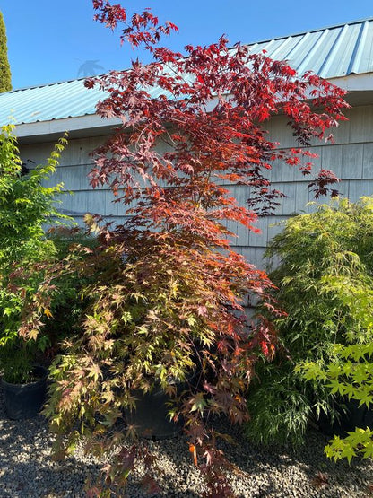 #15 Acer palmatum ‘Purple Ghost’ Japanese Maple