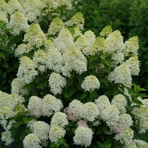 #3 Hydrangea paniculata ‘Quick Fire Fab’ Hydrangea