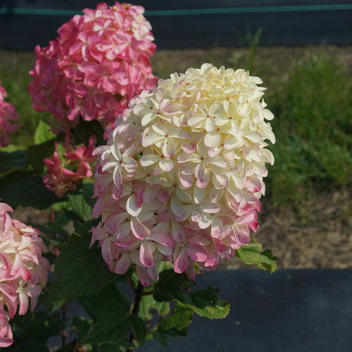 #3 Hydrangea paniculata ‘Quick Fire Fab’ Hydrangea