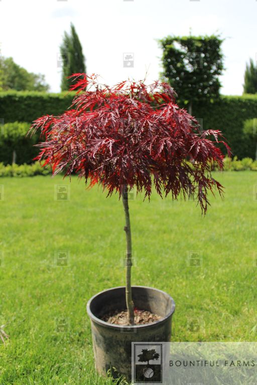 #6 STD Red Dragon Japanese Laceleaf Maple