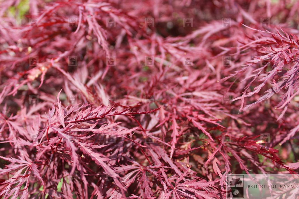 #6 STD Red Dragon Japanese Laceleaf Maple