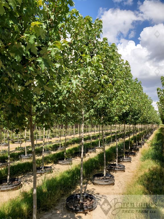 Redpointe® Red Maple