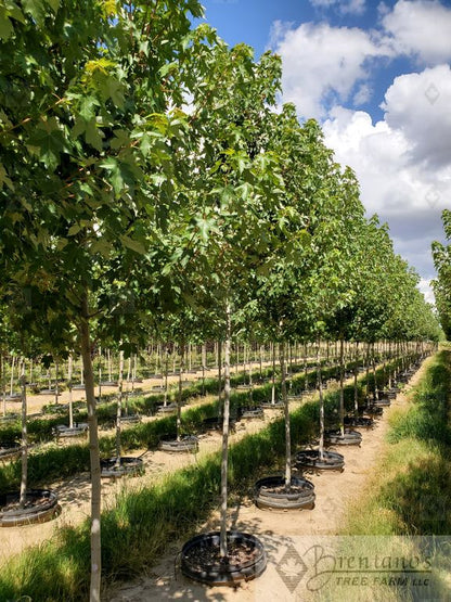 Redpointe® Red Maple