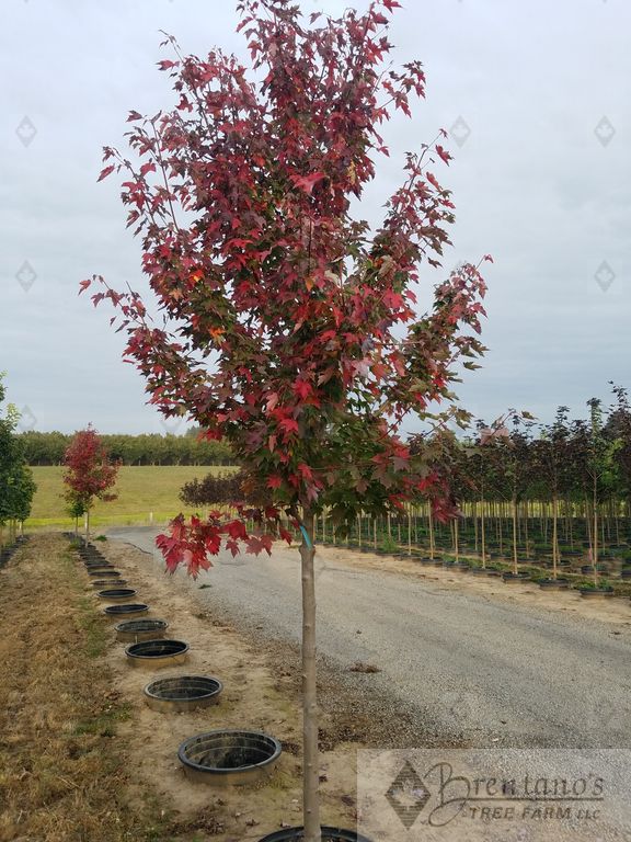 Redpointe® Red Maple