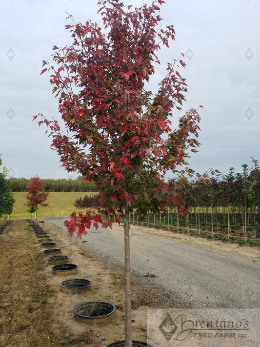 Redpointe® Red Maple