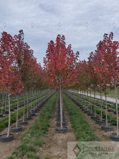 Redpointe® Red Maple