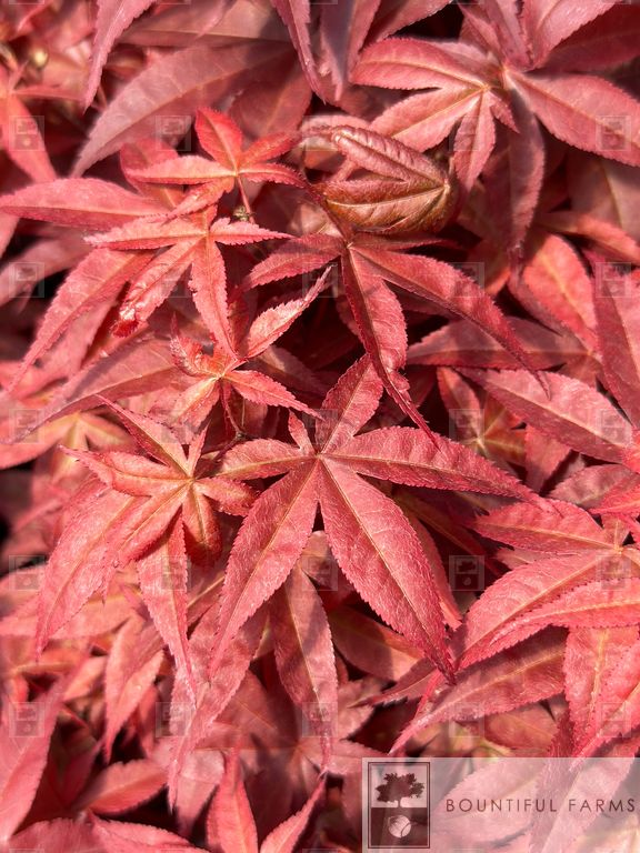 #6 Rhode Island Red Japanese Maple