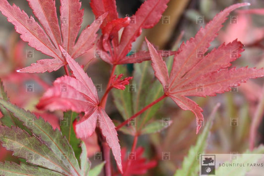 #6 Rhode Island Red Japanese Maple