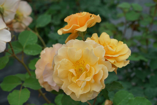 #3 Rosa ‘Rise Up Amberness’ Climbing Rose