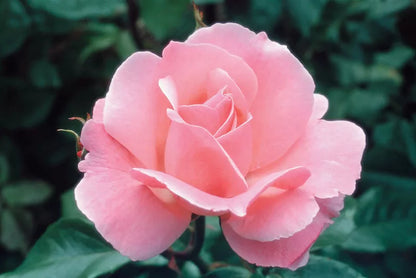 #3 Rosa ‘Queen Elizabeth’ Rose