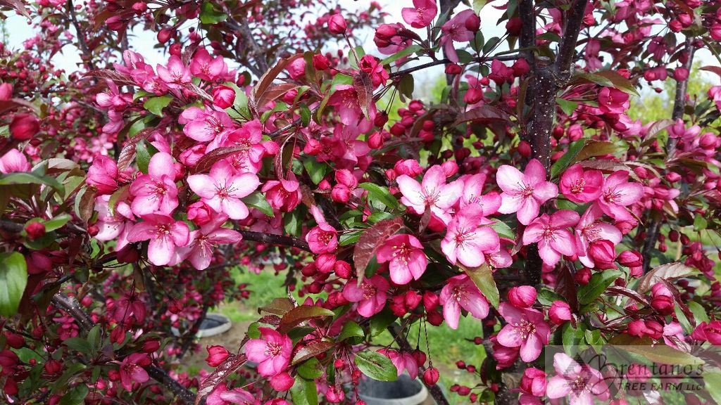 Royal Raindrops® Crabapple (multi-stem)