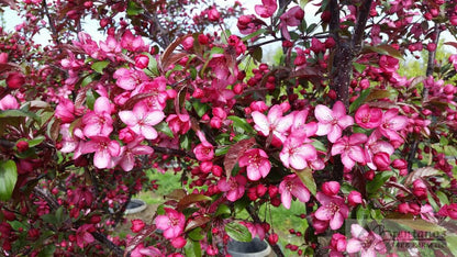Royal Raindrops® Crabapple (multi-stem)