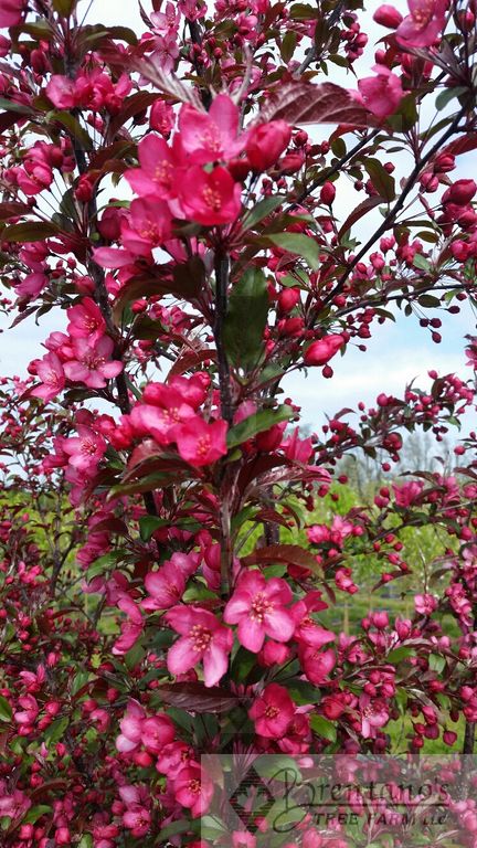 Royal Raindrops® Crabapple (multi-stem)