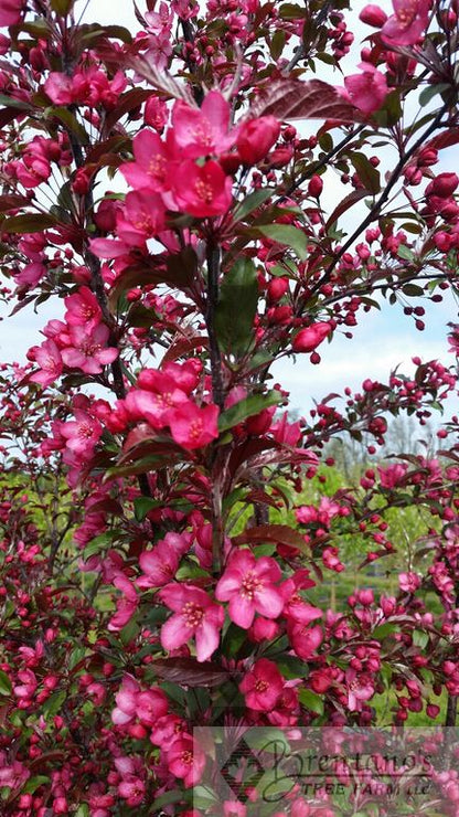 Royal Raindrops® Crabapple (multi-stem)