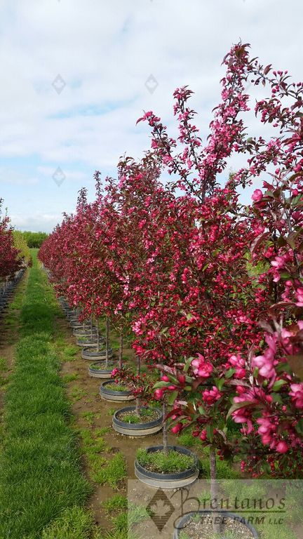 Royal Raindrops® Crabapple (multi-stem)
