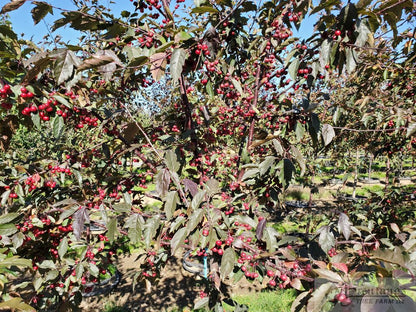 Royal Raindrops® Crabapple (multi-stem)
