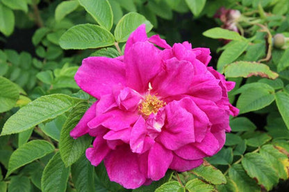 #3 Rugosa Rose