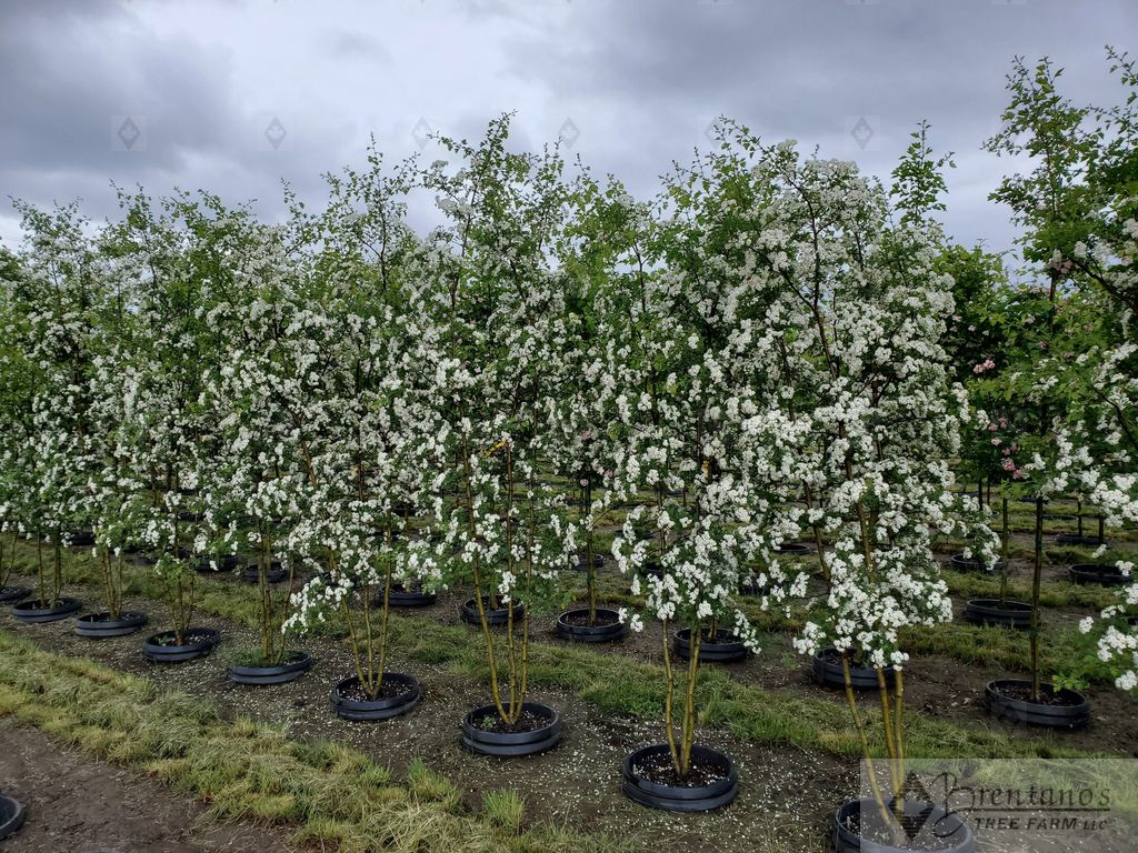 Russian Hawthorn (multi-stem)