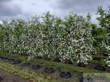 Russian Hawthorn (multi-stem)