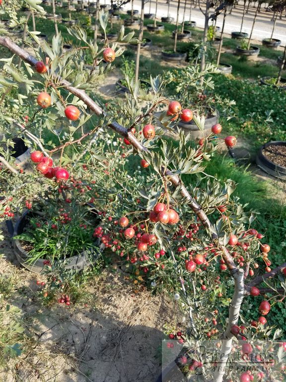 Russian Hawthorn (multi-stem)
