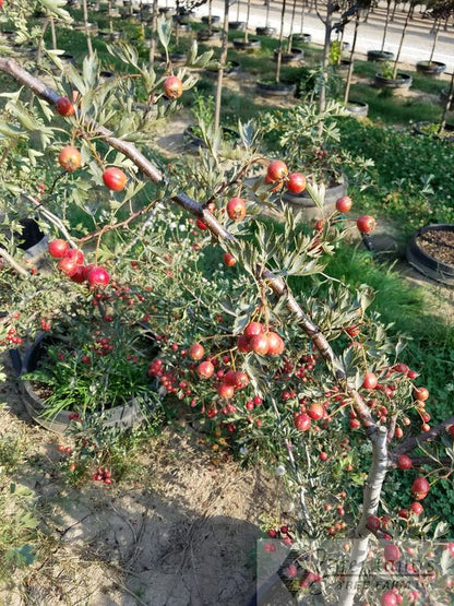 Russian Hawthorn (multi-stem)