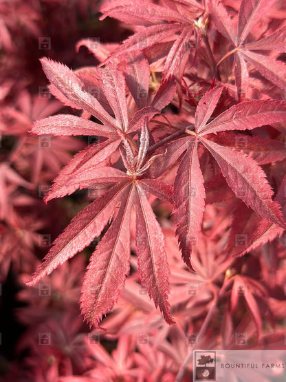 #6 Shaina Japanese Maple