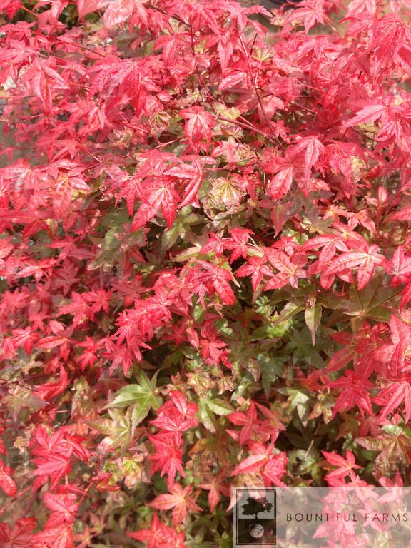 #6 Shindeshojo Japanese Maple