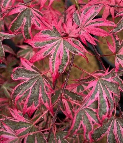 #20 Acer palmatum ‘Shirazz’ Japanese Maple (6–7 ft)