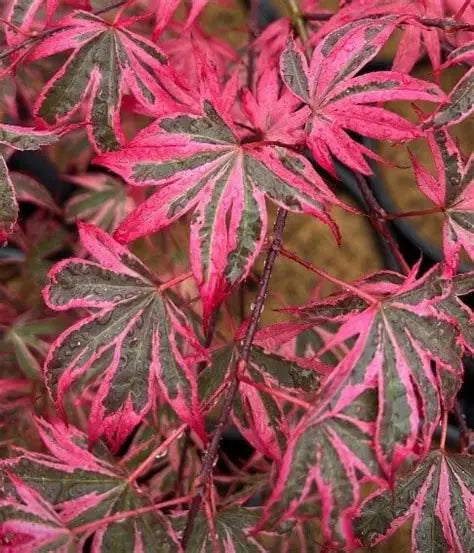 #20 Acer palmatum ‘Shirazz’ Japanese Maple (6–7 ft)