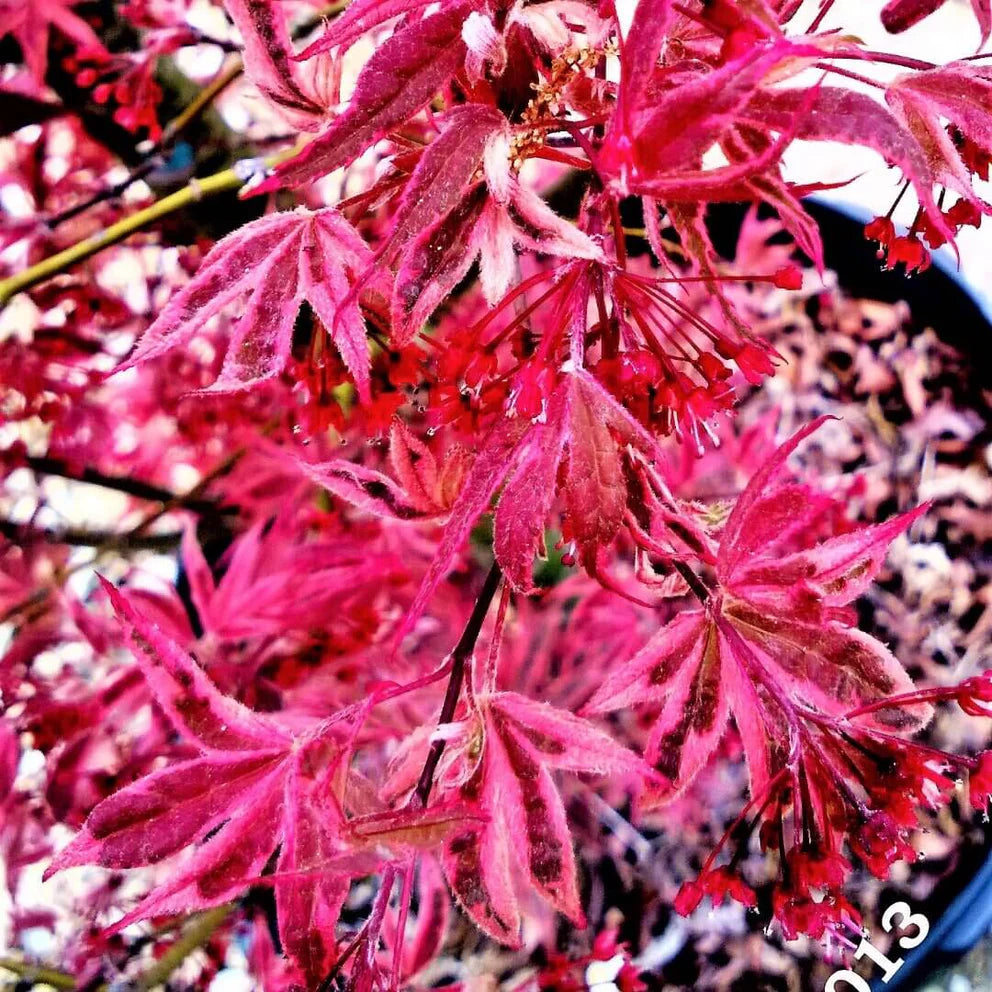 #20 Acer palmatum ‘Shirazz’ Japanese Maple (6–7 ft)