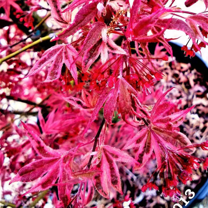 #20 Acer palmatum ‘Shirazz’ Japanese Maple (6–7 ft)