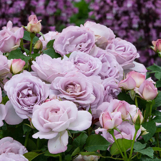 #2 Rosa ‘Silver Lining’ Rose