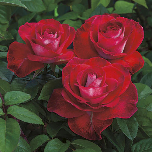 #2 Rosa ‘Smokin’ Hot’ Rose