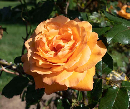 #5 Rosa hyb ‘Arborose Tangerine Skies’ Rose