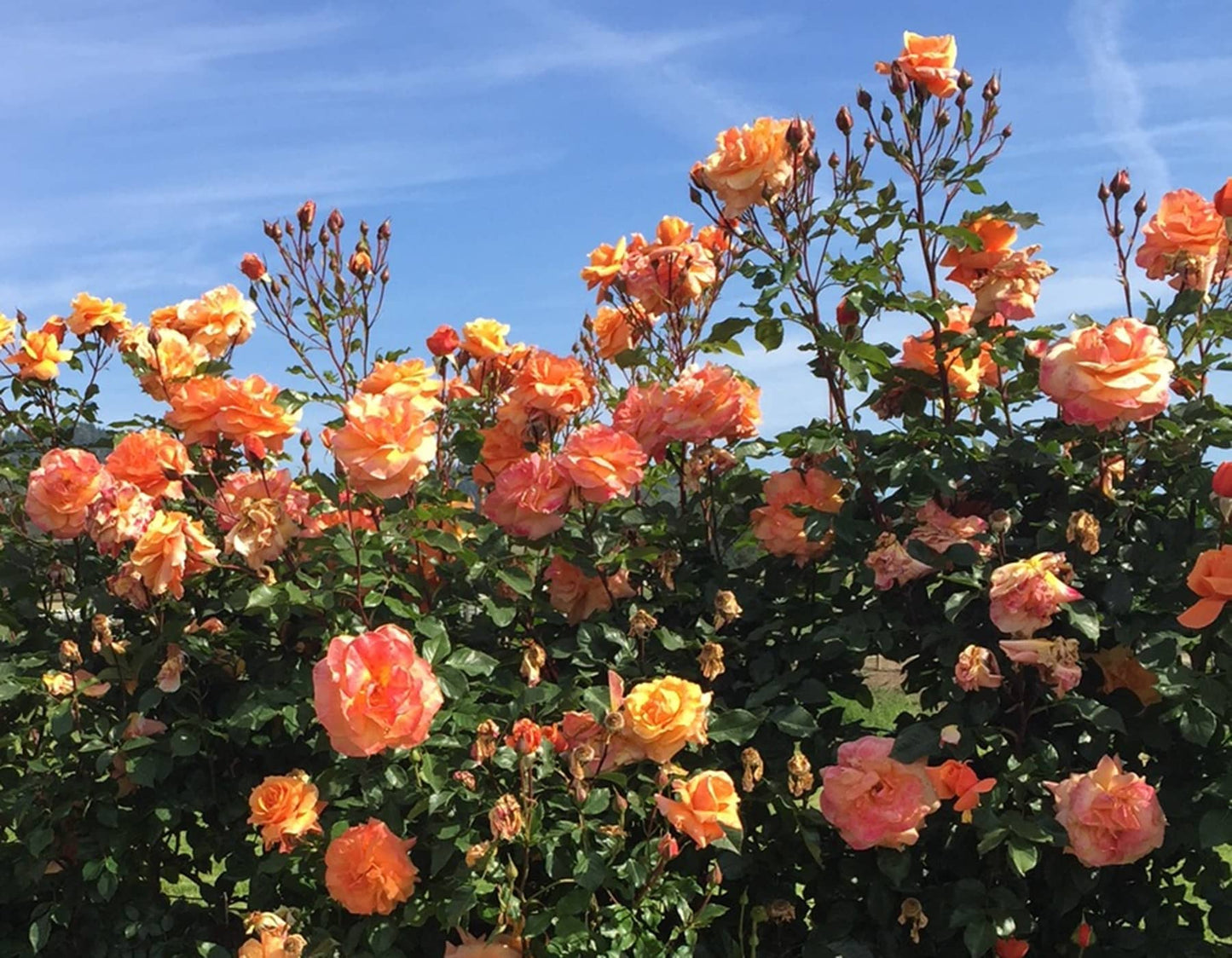 #5 Rosa hyb ‘Arborose Tangerine Skies’ Rose