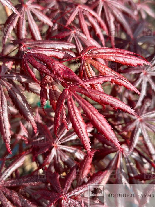 #6 Trompenburg Japanese Maple