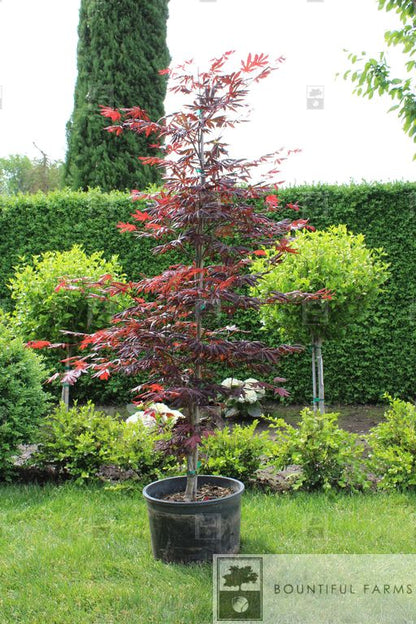 #6 Trompenburg Japanese Maple