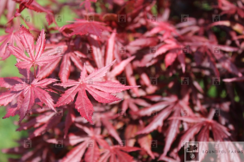 #6 Trompenburg Japanese Maple