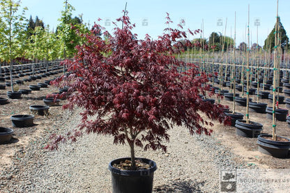 #6 Trompenburg Japanese Maple