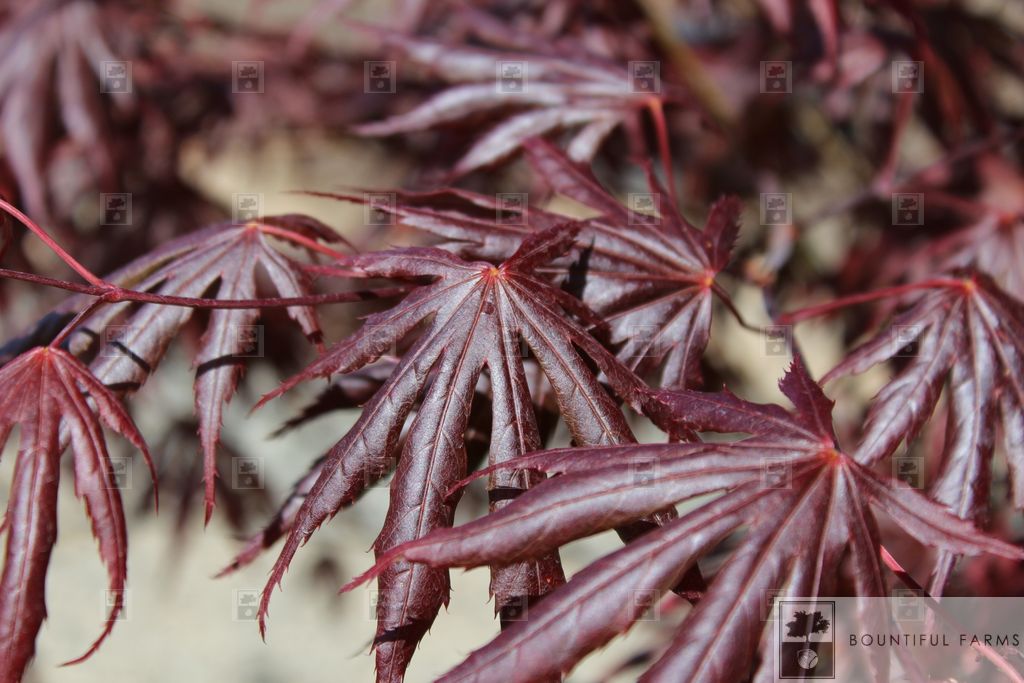 #6 Trompenburg Japanese Maple
