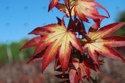 #3 Acer palmatum ‘Tsuma Gaki’ Japanese Maple
