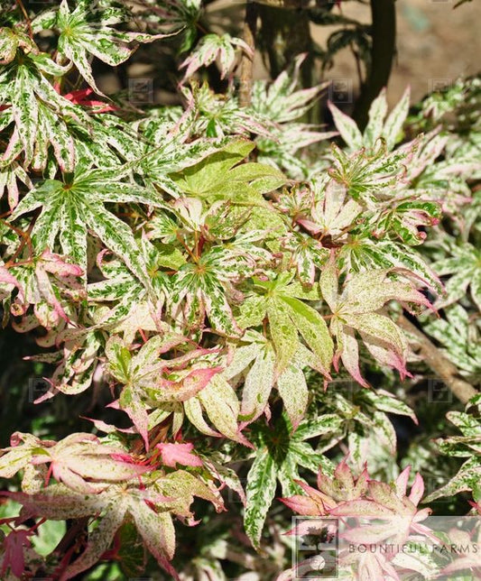 #6 Floating Cloud Japanese Maple