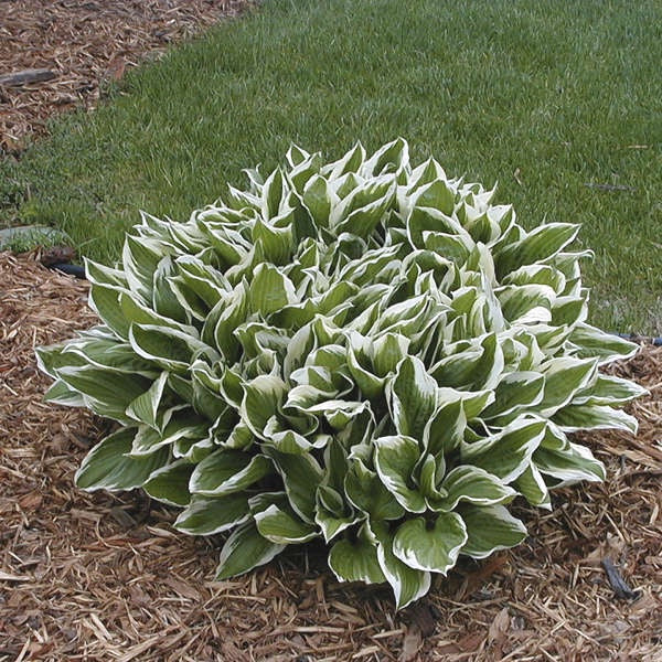 Hosta ‘Undulata Albomarginata’