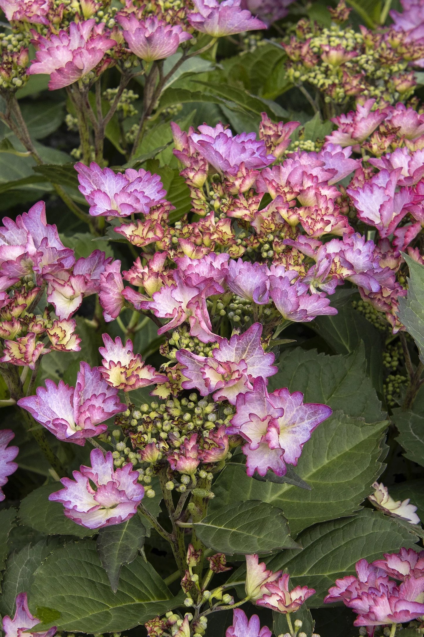 #5 Hydrangea macrophylla ‘Crystal Cove’ Hydrangea