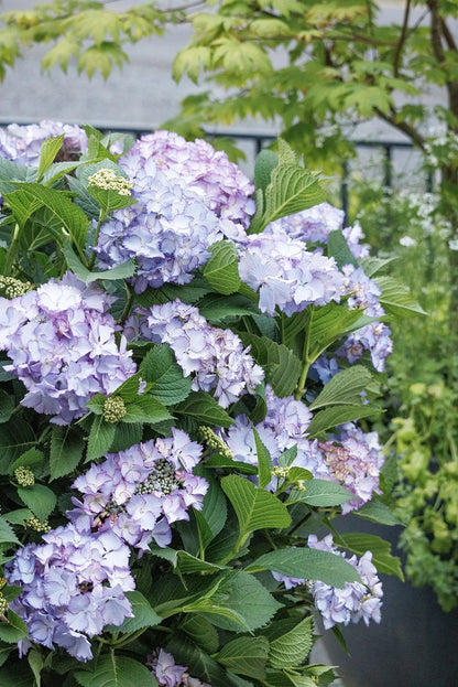 #5 Hydrangea macrophylla ‘Crystal Cove’ Hydrangea