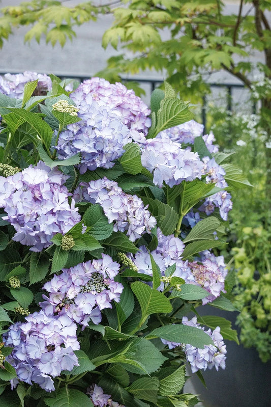 #5 Hydrangea macrophylla ‘Crystal Cove’ Hydrangea