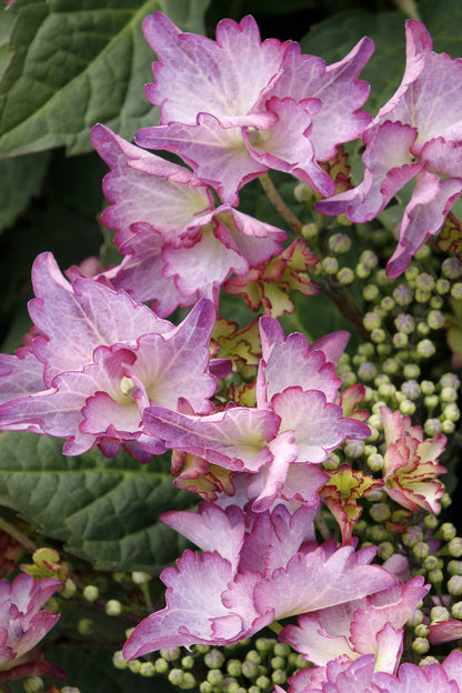 #5 Hydrangea macrophylla ‘Crystal Cove’ Hydrangea
